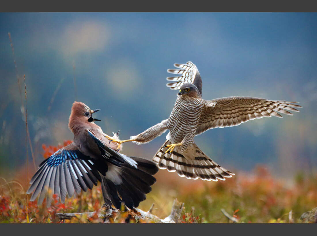 OD_GDT_2013_K1_03_Pal_Hermansen_Angriff-Attack (jpg)