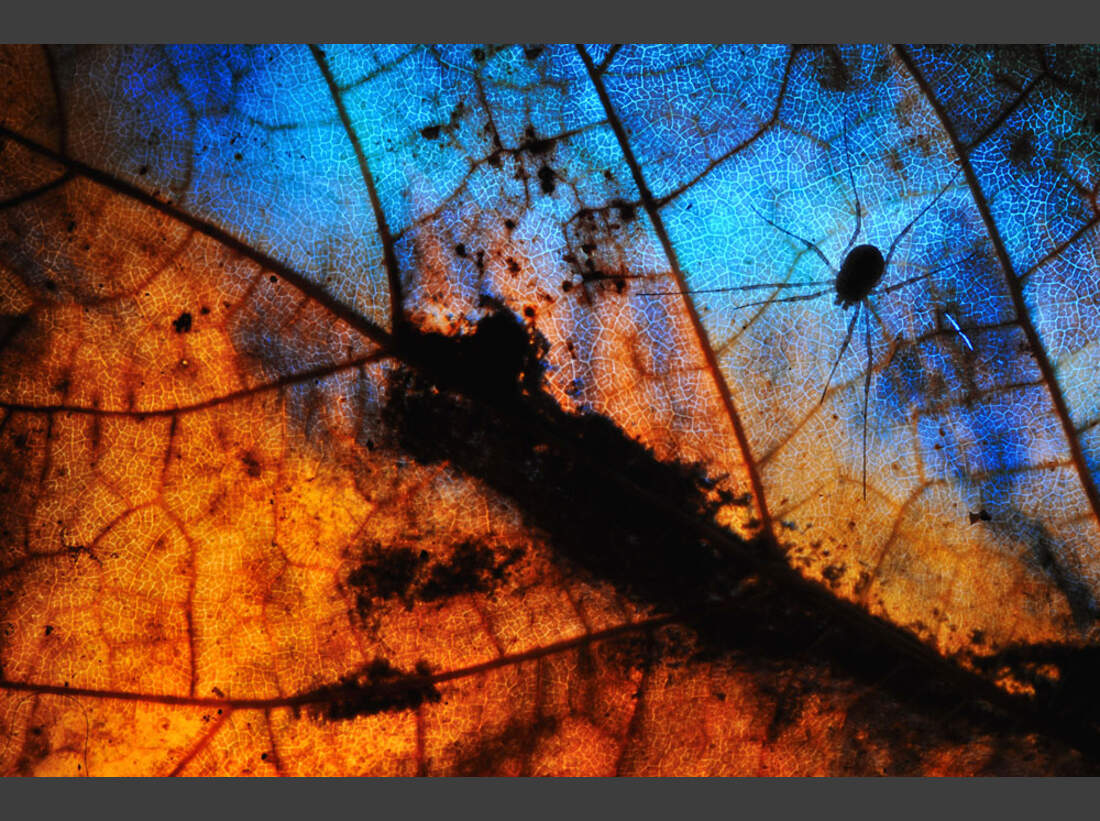 OD_GDT_2013_K3_04_Marco_Colombo_Brennendes_Blatt-Burning_leaf (jpg)