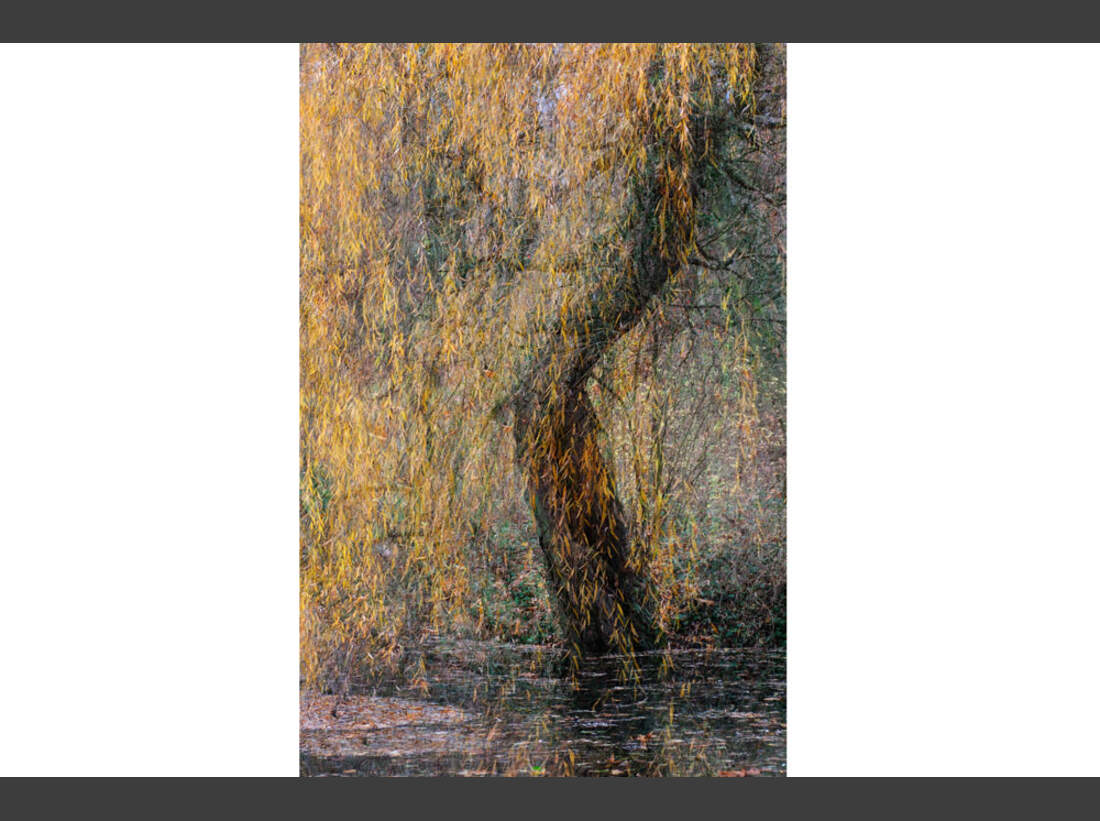 OD_GDT_2013_K4_08_Dorottya_Geczy_Alte_Trauerweide-Old_willow (jpg)
