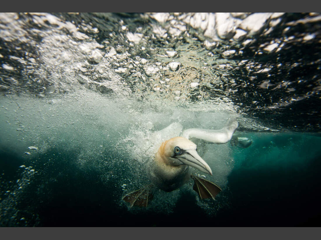 OD_GDT_2013_K6_04_Matthew_Doggett_Auge_in_Auge-Eye_to_eye (jpg)