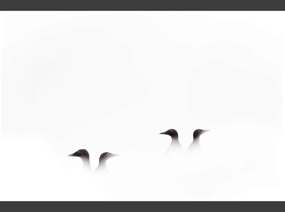 OD GDT Eurpaeischer Naturfotograf des Jahres 2016 K1_02_Jon_A_Juarez_Garcia_Paare (jpg)