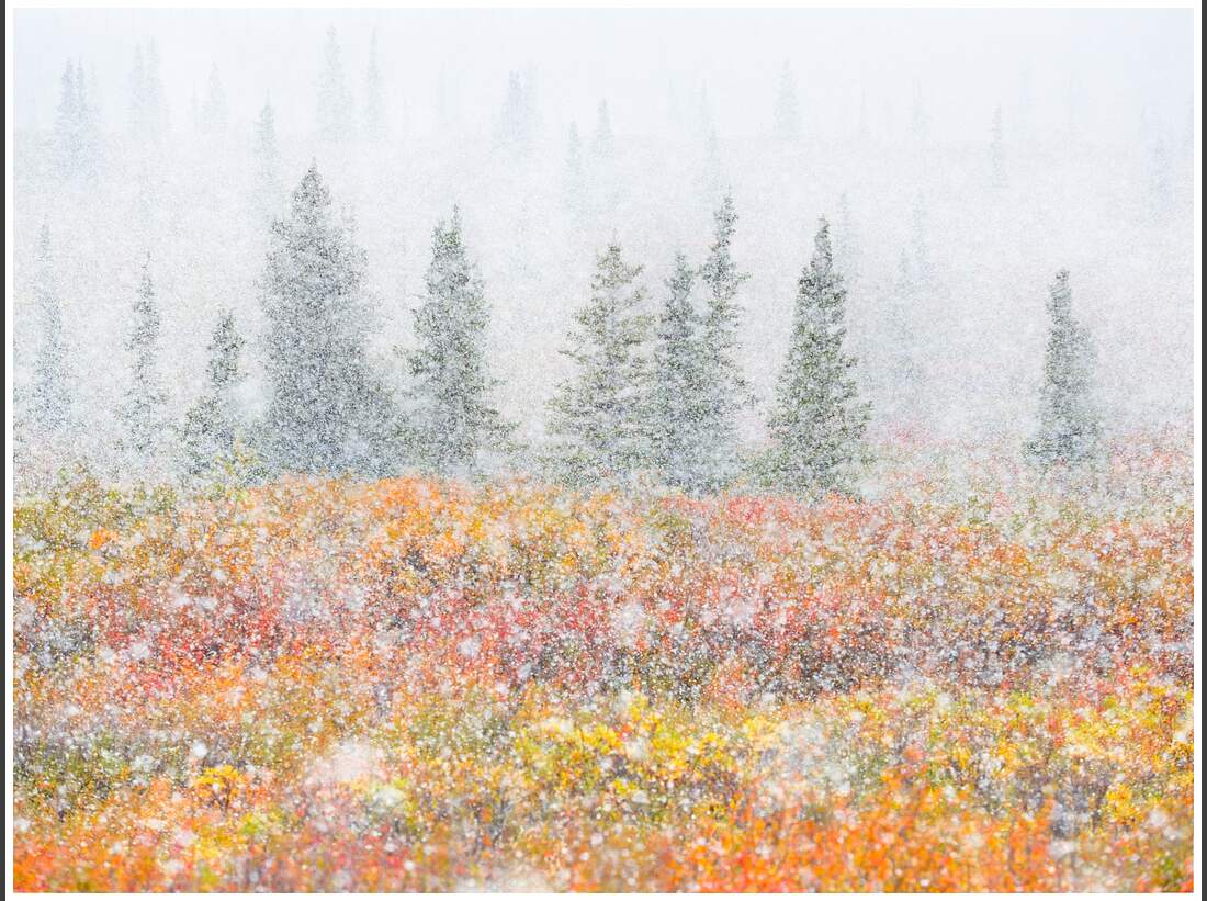 OD GDT Eurpaeischer Naturfotograf des Jahres 2016 K4_01_Fortunato_Gatto_Wenn_Herbst_und_Winter_sich_treffen (jpg)